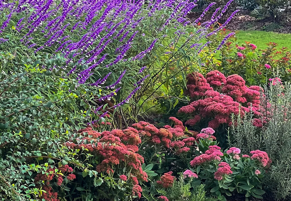 Why Does Excellent Plant Knowledge Matter When Choosing a Landscape Designer?