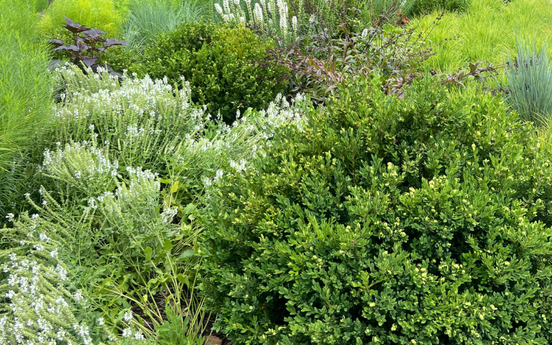 Give Yourself a Special Gift Every Time You Step into Your Yard