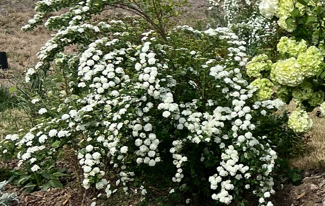 Deer-Proof Perennial and Shrub Bed Review #1