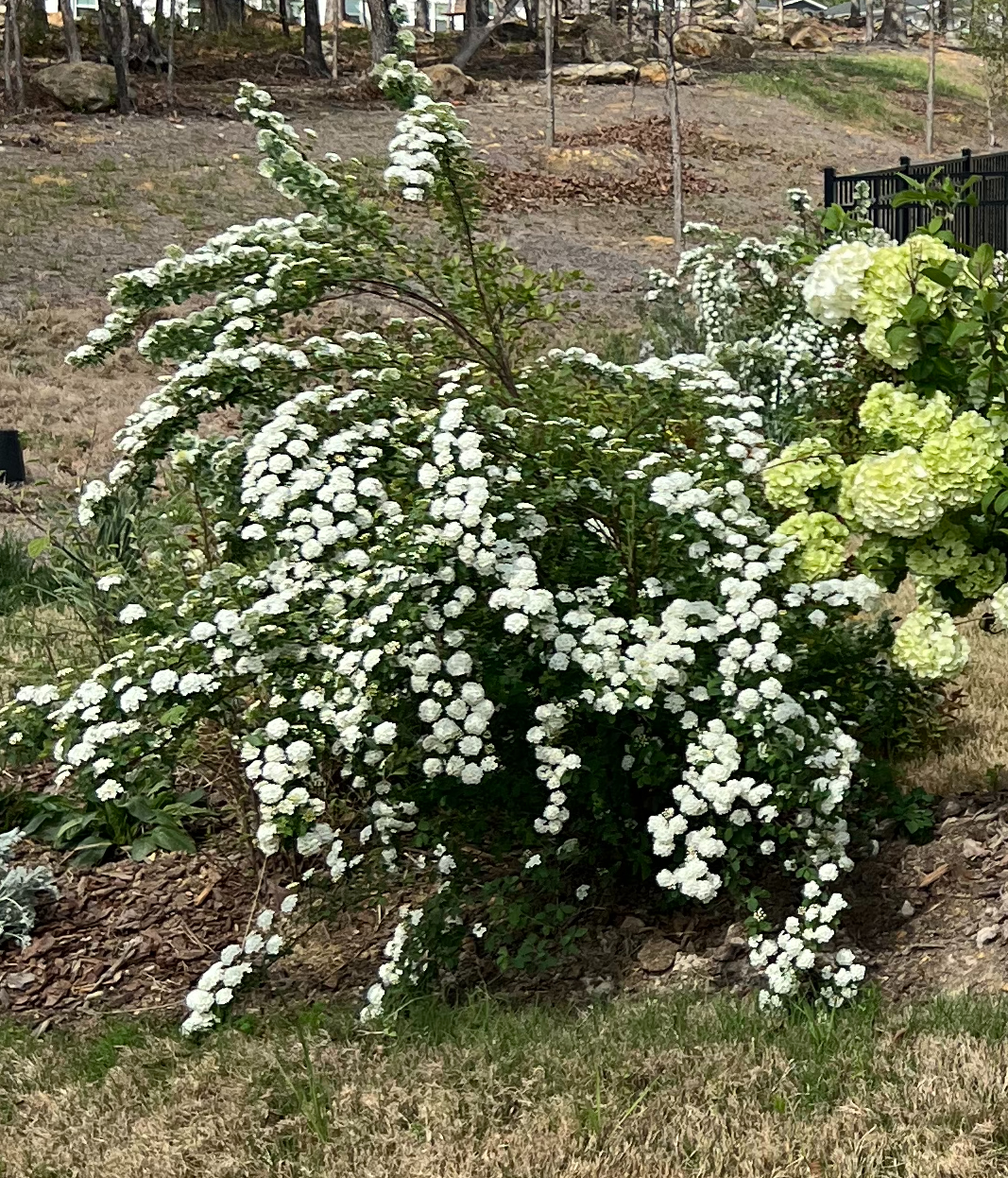 Deer-Proof Perennial and Shrub Bed Review #1